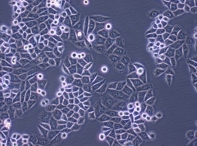 Mikroskopische Abbildung einer Zelllinie
